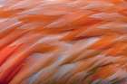 Pattern in pink American flamingo feathers Art Print